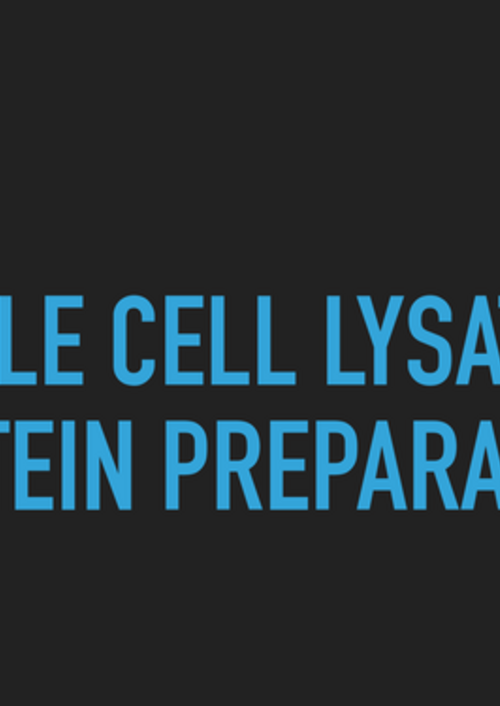 whole_cell_lysate_protein_preparation.pdf