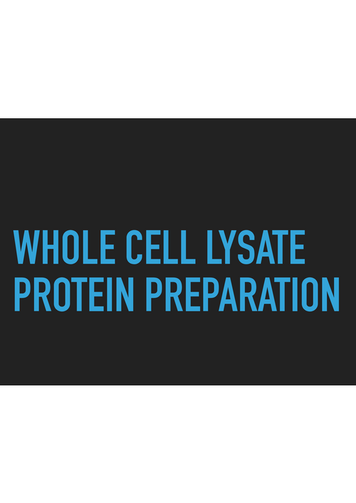 whole_cell_lysate_protein_preparation.pdf